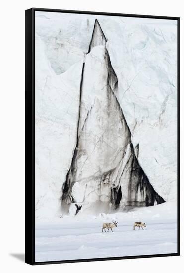 Svalbard reindeer, Rangifer tarandus, walk along a glacier front. Norway-Sergio Pitamitz-Framed Stretched Canvas