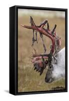 Svalbard Reindeer With Bloody Antlers-Staffan Widstrand-Framed Stretched Canvas