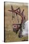 Svalbard Reindeer With Bloody Antlers-Staffan Widstrand-Stretched Canvas