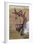 Svalbard Reindeer With Bloody Antlers-Staffan Widstrand-Framed Photographic Print