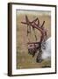 Svalbard Reindeer With Bloody Antlers-Staffan Widstrand-Framed Photographic Print