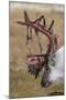 Svalbard Reindeer With Bloody Antlers-Staffan Widstrand-Mounted Photographic Print