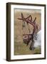 Svalbard Reindeer With Bloody Antlers-Staffan Widstrand-Framed Photographic Print