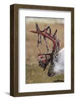 Svalbard Reindeer With Bloody Antlers-Staffan Widstrand-Framed Photographic Print