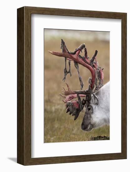 Svalbard Reindeer With Bloody Antlers-Staffan Widstrand-Framed Photographic Print