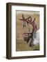 Svalbard Reindeer With Bloody Antlers-Staffan Widstrand-Framed Photographic Print