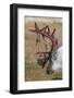 Svalbard Reindeer With Bloody Antlers-Staffan Widstrand-Framed Photographic Print