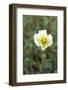 Svalbard, Spitsbergen, Longyearbyen. Svalbard poppies are found everywhere in town.-Ellen Goff-Framed Photographic Print