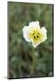 Svalbard, Spitsbergen, Longyearbyen. Svalbard poppies are found everywhere in town.-Ellen Goff-Mounted Photographic Print