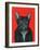 Svarc the Dog I, 2002-Tamas Galambos-Framed Giclee Print