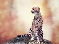 Cheetah Sitting on a Hill and Looking Around-Svetlana Foote-Photographic Print