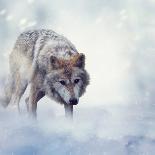 Two Wolves Walking in the Snow-Svetlana Foote-Photographic Print