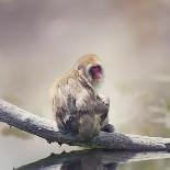 White Throated Capuchin Monkey on a Branch-Svetlana Foote-Photographic Print