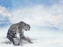 Gray Wolf Walking on the Snow-Svetlana Foote-Photographic Print