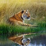 Tiger Relaxing on Grassy Bank with Reflection in Water-Svetlana Foote-Photographic Print