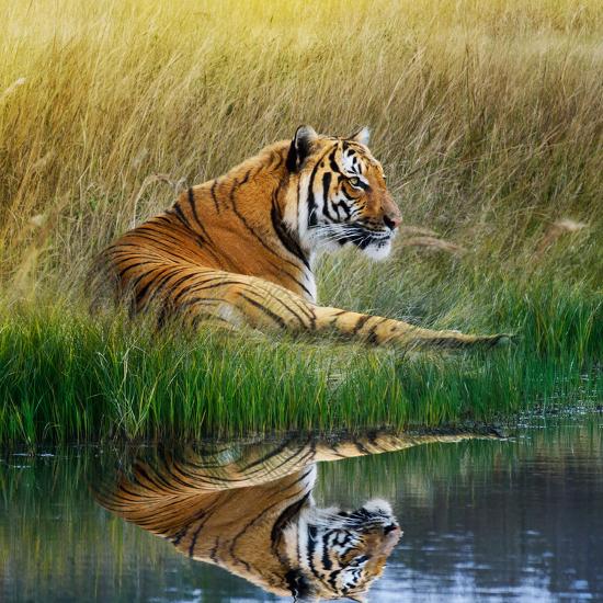 Premium Photographic Print, , large