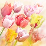 Tulips Flowers Close Up for-Svetlana Foote-Art Print