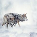 Gray Wolf Walking on the Snow-Svetlana Foote-Photographic Print