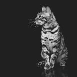 Beautiful Bengal Cat-Svetlana Mandrikova-Laminated Photographic Print