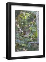 Swainson's Thrush (Catharus ustulatus) in Blue Atlas Cedar, Marion County, Illinois-Richard & Susan Day-Framed Photographic Print