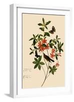 Swainson's Warbler-John James Audubon-Framed Giclee Print