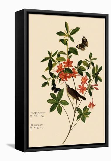 Swainson's Warbler-John James Audubon-Framed Stretched Canvas