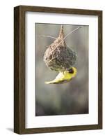 Swakopmund, Namibia. African-Masked Weaver Building a Nest-Janet Muir-Framed Photographic Print