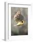 Swakopmund, Namibia. African-Masked Weaver Building a Nest-Janet Muir-Framed Photographic Print