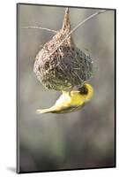 Swakopmund, Namibia. African-Masked Weaver Building a Nest-Janet Muir-Mounted Photographic Print