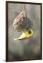 Swakopmund, Namibia. African-Masked Weaver Building a Nest-Janet Muir-Framed Premium Photographic Print