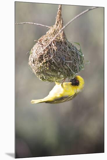 Swakopmund, Namibia. African-Masked Weaver Building a Nest-Janet Muir-Mounted Premium Photographic Print