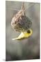 Swakopmund, Namibia. African-Masked Weaver Building a Nest-Janet Muir-Mounted Premium Photographic Print