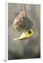 Swakopmund, Namibia. African-Masked Weaver Building a Nest-Janet Muir-Framed Photographic Print