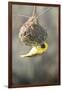 Swakopmund, Namibia. African-Masked Weaver Building a Nest-Janet Muir-Framed Photographic Print