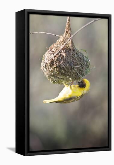 Swakopmund, Namibia. African-Masked Weaver Building a Nest-Janet Muir-Framed Stretched Canvas