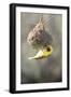 Swakopmund, Namibia. African-Masked Weaver Building a Nest-Janet Muir-Framed Photographic Print