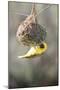 Swakopmund, Namibia. African-Masked Weaver Building a Nest-Janet Muir-Mounted Photographic Print