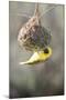 Swakopmund, Namibia. African-Masked Weaver Building a Nest-Janet Muir-Mounted Photographic Print