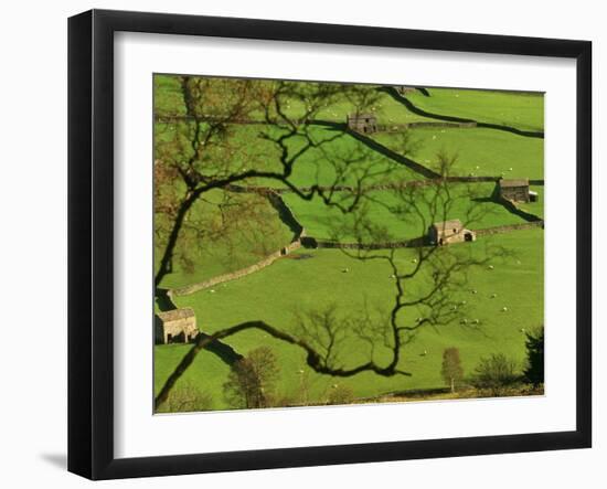 Swaledale, Drystone Walls and Field Barns in Valley Floor of Gunnerside in Yorkshire Dales, England-Paul Harris-Framed Photographic Print