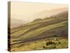 Swaledale, Yorkshire Dales, Yorkshire, England-Steve Vidler-Stretched Canvas