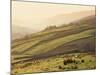 Swaledale, Yorkshire Dales, Yorkshire, England-Steve Vidler-Mounted Photographic Print