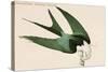 Swalllow Tailed Hawk-John James Audubon-Stretched Canvas