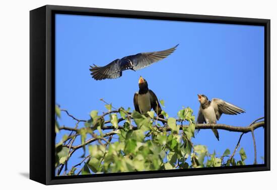 Swallow Adult, Feeding Juveniles on Branch-null-Framed Stretched Canvas