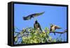 Swallow Adult, Feeding Juveniles on Branch-null-Framed Stretched Canvas