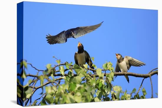 Swallow Adult, Feeding Juveniles on Branch-null-Stretched Canvas