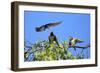 Swallow Adult, Feeding Juveniles on Branch-null-Framed Photographic Print