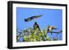 Swallow Adult, Feeding Juveniles on Branch-null-Framed Photographic Print