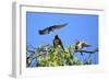 Swallow Adult, Feeding Juveniles on Branch-null-Framed Photographic Print