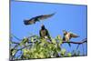 Swallow Adult, Feeding Juveniles on Branch-null-Mounted Photographic Print