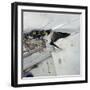 Swallow in Flight at the Nest-CM Dixon-Framed Premium Photographic Print